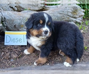 Bernese Mountain Dog Puppy for Sale in STANLEY, Wisconsin USA