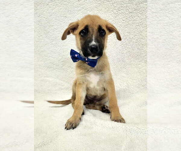 Medium Photo #1 Mutt Puppy For Sale in Brewster, NY, USA