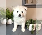 Small #1 Pomsky