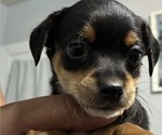 Small Photo #34 German Hunting Terrier-Lowchen Mix Puppy For Sale in HENRICO, VA, USA