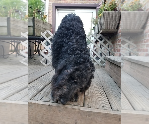 Medium Photo #5 Labradoodle Puppy For Sale in CHICAGO, IL, USA