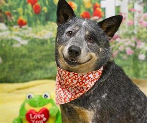 Texas Heeler Dogs for adoption in Placerville, CA, USA