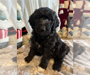 Aussiedoodle Puppy for sale in KINGS MOUNTAIN, NC, USA