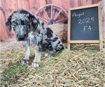 Small #1 Catahoula Leopard Dog