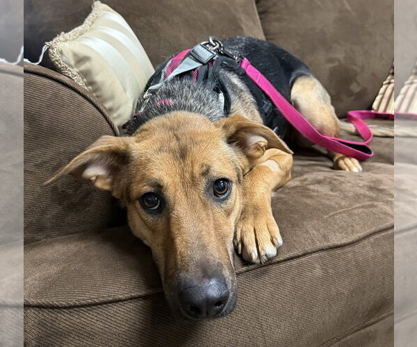 Medium Photo #2 Mutt Puppy For Sale in Mundelein, IL, USA