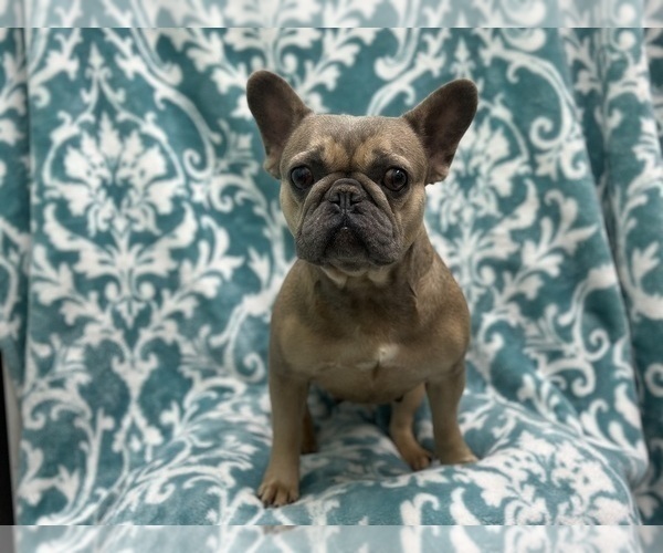 Medium Photo #1 French Bulldog Puppy For Sale in LAKELAND, FL, USA