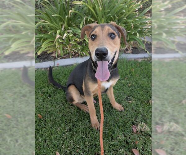 Medium Photo #2 German Shepherd Dog-Unknown Mix Puppy For Sale in Redlands, CA, USA