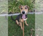 Small #1 German Shepherd Dog Mix