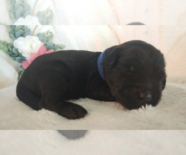 Medium Photo #8 Mini Whoodle (Wheaten Terrier/Miniature Poodle) Puppy For Sale in PEORIA, IL, USA