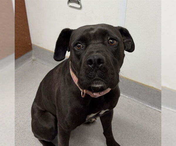 Medium Photo #2 Mutt Puppy For Sale in Rancho Cucamonga, CA, USA