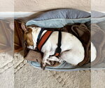 Small #2 Jack Russell Terrier