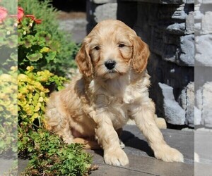Labradoodle-Poodle (Standard) Mix Puppy for sale in RONKS, PA, USA