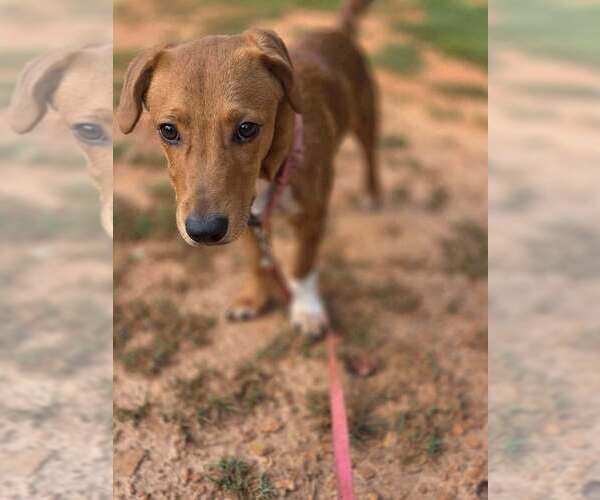 Medium Photo #2 Beagle-Unknown Mix Puppy For Sale in New York, NY, USA