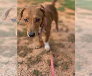 Georgie (AL) - Male Beagle-Unknown Mix Dog for Adoption - Photo #2