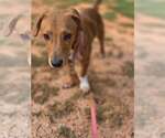 Small Photo #2 Beagle-Unknown Mix Puppy For Sale in New York, NY, USA