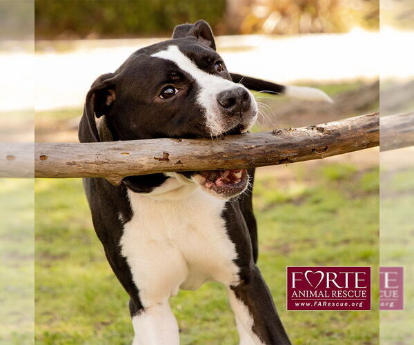 Medium Photo #4 American Staffordshire Terrier-Boston Terrier Mix Puppy For Sale in Marina del Rey, CA, USA