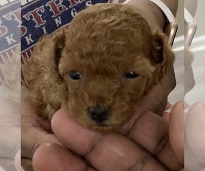 Poodle (Toy) Puppy for sale in BERLIN BORO, NJ, USA
