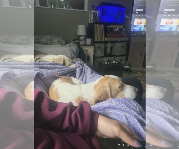 Medium Photo #3 Beagle-Unknown Mix Puppy For Sale in Woodbury, NY, USA