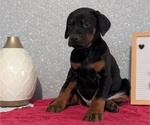 Small Photo #18 Doberman Pinscher Puppy For Sale in GOSHEN, IN, USA