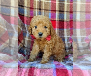 Labradoodle Puppy for sale in WILLOW STREET, PA, USA
