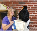 Small Photo #1 Newfoundland Puppy For Sale in BRADYVILLE, TN, USA