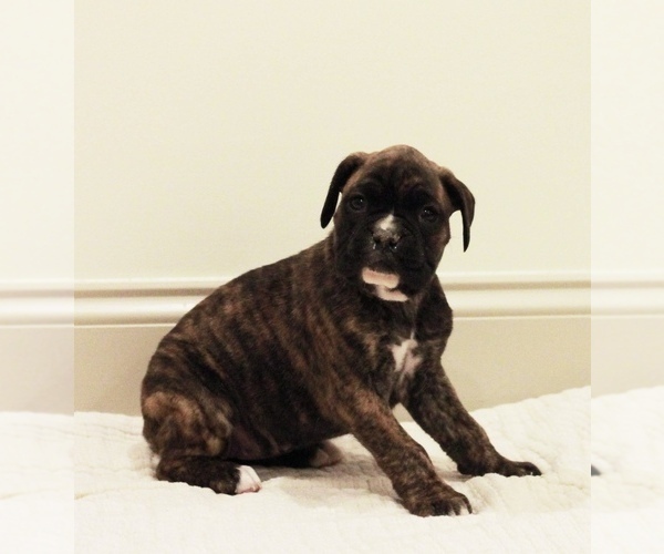 Medium Photo #3 Boxer Puppy For Sale in DENVER, PA, USA