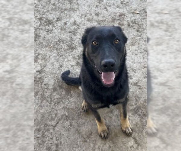 Medium Photo #2 Mutt Puppy For Sale in Riverside, CA, USA