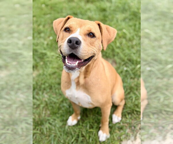 Medium Photo #1 Mutt Puppy For Sale in Manahawkin, NJ, USA