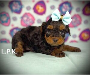 YorkiePoo Puppy for Sale in WINNSBORO, Louisiana USA