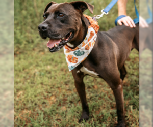 American Staffordshire Terrier-Unknown Mix Dogs for adoption in Decatur, GA, USA