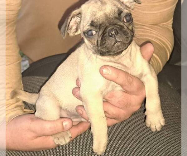 Medium Photo #1 Pug Puppy For Sale in WASHINGTON, DC, USA