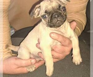 Pug Puppy for sale in MINNEAPOLIS, MN, USA