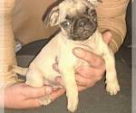 Image preview for Ad Listing. Nickname: Georgie