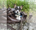 Small Photo #36 Pembroke Welsh Corgi Puppy For Sale in PERKINSVILLE, VT, USA