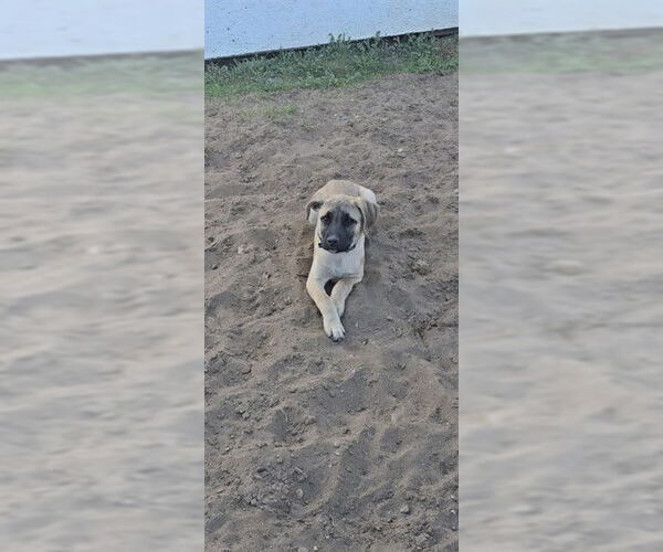 Medium Photo #1 Black Mouth Cur-Labrador Retriever Mix Puppy For Sale in Ogden, UT, USA