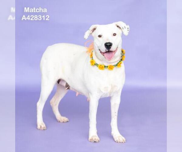 Medium Photo #2 Mutt Puppy For Sale in Conroe, TX, USA