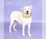 Small #1 Mutt