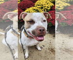 Small #29 American Staffordshire Terrier Mix