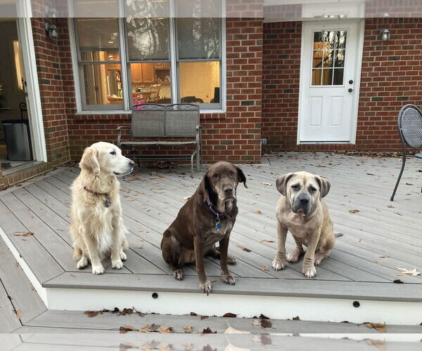 Medium Photo #8 Mutt Puppy For Sale in Virginia Beach, VA, USA