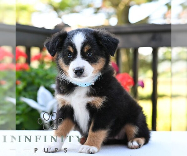 Medium Photo #6 Miniature Australian Shepherd Puppy For Sale in REBERSBURG, PA, USA