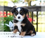 Small #5 Miniature Australian Shepherd