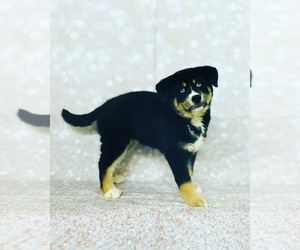 Bernese Mountain Dog-Siberian Husky Mix Puppy for sale in CINCINNATI, OH, USA