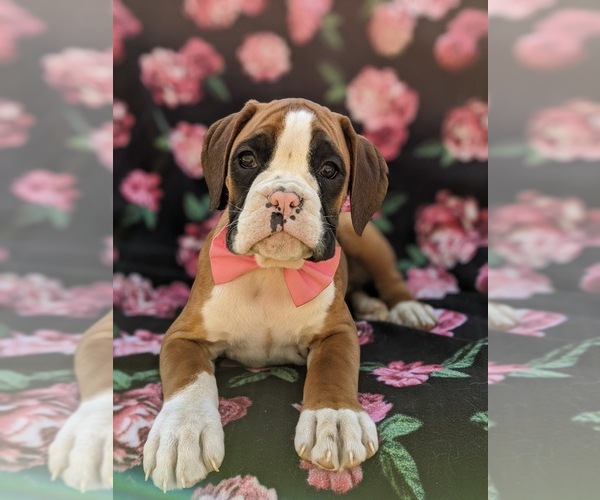 Medium Photo #6 Boxer Puppy For Sale in STEVENS, PA, USA
