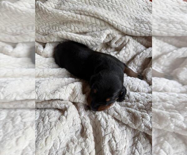 Medium Photo #3 Doberman Pinscher Puppy For Sale in HUNTSVILLE, AL, USA