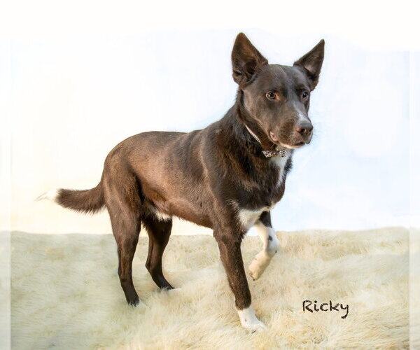 Medium Photo #3 Mutt Puppy For Sale in Hot Springs Village, AR, USA