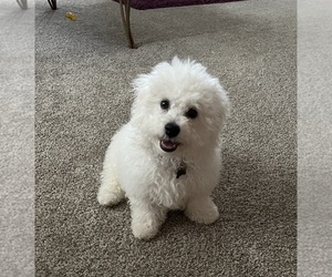 Bichon Frise Puppy for sale in OREGON, OH, USA