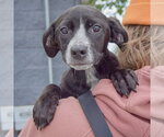 Small #4 German Shorthaired Pointer Mix