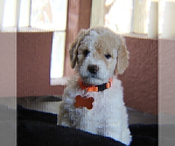 Medium Photo #2 Goldendoodle Puppy For Sale in BRANDON, FL, USA