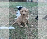 Puppy Puppy 4 Double Doodle