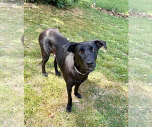 Labrador Retriever-Unknown Mix Dogs for adoption in Hillsboro, MO, USA